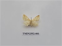 藏品(尺蛾44)的圖片